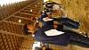 Youth AgDay 2013-336.jpg