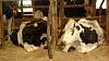 Youth AgDay 2013-337.jpg
