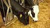 Youth AgDay 2013-339.jpg