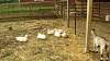 Youth AgDay 2013-469.jpg
